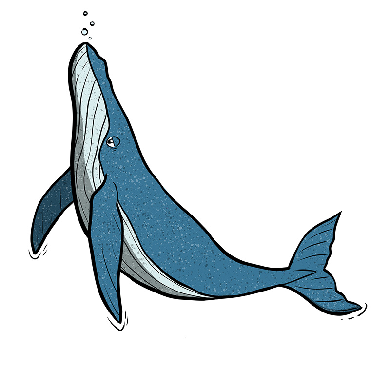 lawrence picto baleine